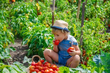Bir çocuk bahçede domates topluyor. Seçici odaklanma. Çocuk.