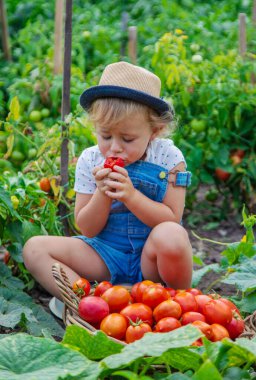 Bir çocuk bahçede domates topluyor. Seçici odaklanma. Çocuk.