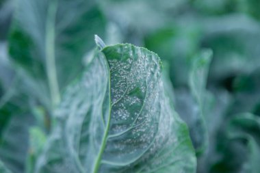 Whitefly bahçedeki lahana yaprakları üzerinde bir baş belasıdır. Seçici odaklanma. Doğa.