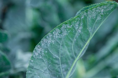 Whitefly bahçedeki lahana yaprakları üzerinde bir baş belasıdır. Seçici odaklanma. Doğa.
