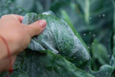 Whitefly bahçedeki lahana yaprakları üzerinde bir baş belasıdır. Seçici odaklanma. Doğa.