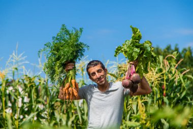 Bir çiftçi bahçede havuç ve pancar hasat eder. Seçici odaklanma. Yiyecek..