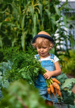 Bir çocuk bahçede havuç ve pancar topluyor. Seçici odaklanma. Doğa.