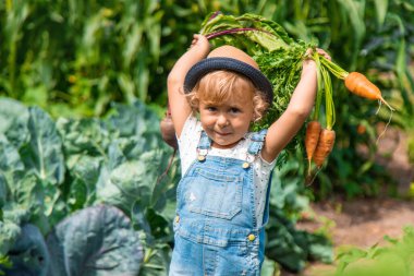 Bir çocuk bahçede havuç ve pancar topluyor. Seçici odaklanma. Doğa.