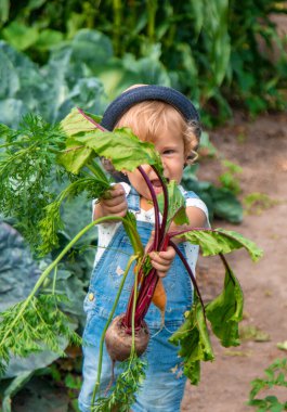 Bir çocuk bahçede havuç ve pancar topluyor. Seçici odaklanma. Doğa.