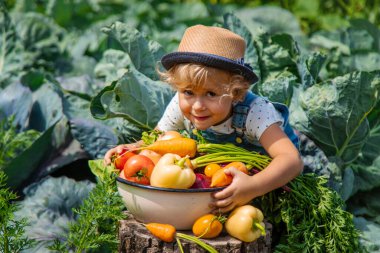 Bir çocuk bahçede sebze topluyor. Seçici odaklanma. Yiyecek..
