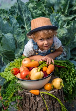 Bir çocuk bahçede sebze topluyor. Seçici odaklanma. Yiyecek..