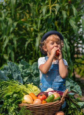 Bir çocuk bahçede sebze topluyor. Seçici odaklanma. Yiyecek..