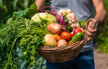 Erkek bir çiftçi bahçede sebze topluyor. Seçici odaklanma. Yiyecek..