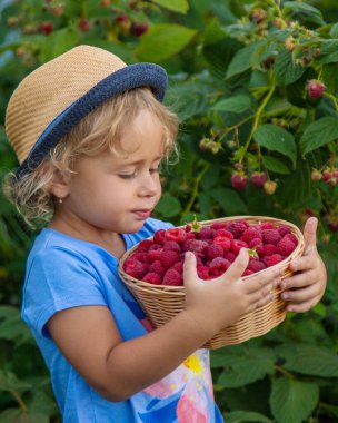 Bir çocuk bahçede ahududu topluyor. Seçici odaklanma. Çocuk.