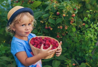 Bir çocuk bahçede ahududu topluyor. Seçici odaklanma. Çocuk.