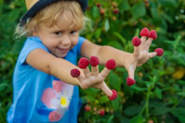 Bir çocuk bahçede ahududu topluyor. Seçici odaklanma. Çocuk.