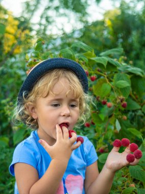 Bir çocuk bahçede ahududu topluyor. Seçici odaklanma. Çocuk.