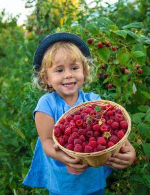 Bir çocuk bahçede ahududu topluyor. Seçici odaklanma. Çocuk.