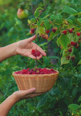 Bir kadın bahçede ahududu topluyor. Seçici odaklanma. yiyecek.