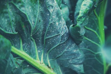 Whitefly bahçedeki lahana yaprakları üzerinde bir baş belasıdır. Seçici odaklanma. Doğa.