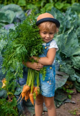 Bir çocuk bahçede havuç ve pancar topluyor. Seçici odaklanma. Doğa.