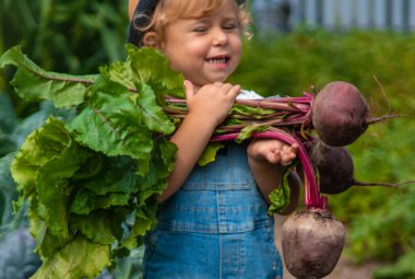 Bir çocuk bahçede havuç ve pancar topluyor. Seçici odaklanma. Doğa.