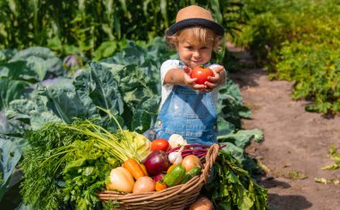 Bir çocuk bahçede sebze topluyor. Seçici odaklanma. Yiyecek..