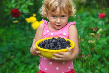 Bahçedeki bir çocuk böğürtlen yer. Seçici odaklanma. Çocuk.