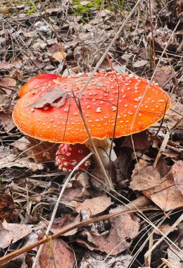 Sinek mantarları ormanda yetişir. Seçici odaklanma. Doğa.