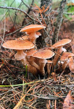 Mantarlar ormanda yetişir. Seçici odaklanma. Yiyecek..