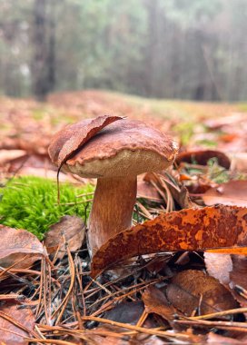 Mantarlar ormanda yetişir. Seçici odaklanma. Yiyecek..