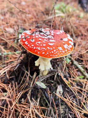 Sinek mantarları ormanda yetişir. Seçici odaklanma. Doğa.