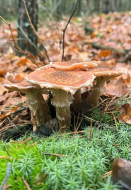 Mantarlar ormanda yetişir. Seçici odaklanma. Yiyecek..