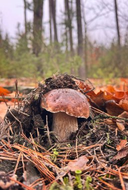Mantarlar ormanda yetişir. Seçici odaklanma. Yiyecek..