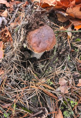 Mantarlar ormanda yetişir. Seçici odaklanma. Yiyecek..