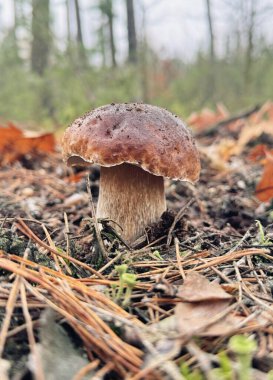 Mantarlar ormanda yetişir. Seçici odaklanma. Yiyecek..