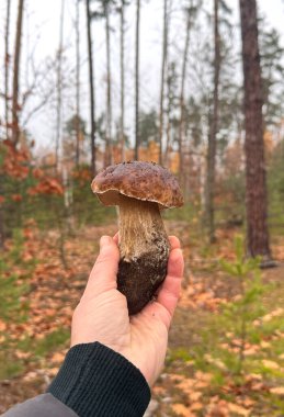 Mantarlar ormanda yetişir. Seçici odaklanma. Doğa.