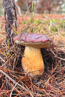Mantarlar ormanda yetişir. Seçici odaklanma. Yiyecek..