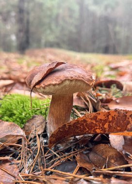 Mantarlar ormanda yetişir. Seçici odaklanma. Yiyecek..