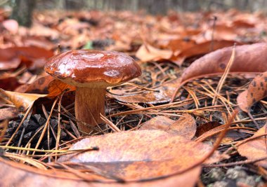 Mantarlar ormanda yetişir. Seçici odaklanma. Yiyecek..