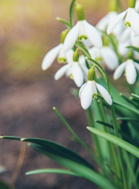Bahçede kardamlaları çiçek açar. Seçici odaklanma. Doğa.