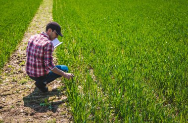 Bir çiftçi tarlada buğdayın nasıl yetiştiğini kontrol eder. Seçici odaklanma. Doğa.