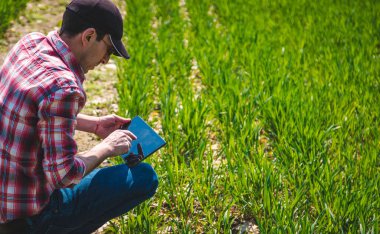 Bir çiftçi tarlada buğdayın nasıl yetiştiğini kontrol eder. Seçici odaklanma. Doğa.