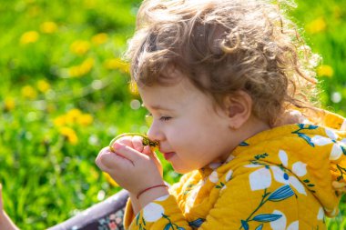 Bahçedeki bir çocuk baharda çiçek açan karahindibaları kokluyor. Seçici odaklanma. Doğa.