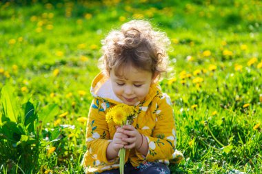 Bahçedeki bir çocuk baharda çiçek açan karahindibaları kokluyor. Seçici odaklanma. Doğa.