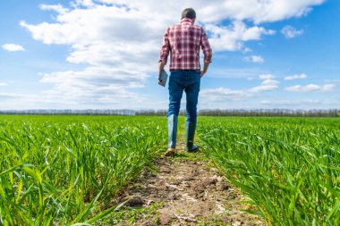 Bir çiftçi tarlada buğdayın nasıl yetiştiğini kontrol eder. Seçici odaklanma. Doğa.