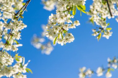 Baharda bahçede kiraz çiçekleri açar. Seçici odaklanma. Doğa.