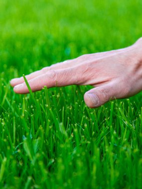 Çimen ve erkek bir çiftçinin eli. Seçici odaklanma. Doğa.