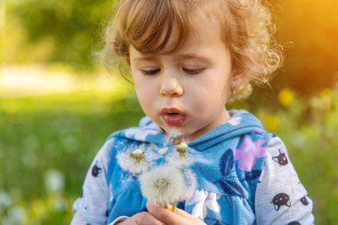 Doğadaki bir çocuk karahindiba emer. Seçici odaklanma. Çocuk.