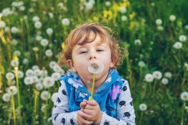 Doğadaki bir çocuk karahindiba emer. Seçici odaklanma. Çocuk.