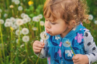 Doğadaki bir çocuk karahindiba emer. Seçici odaklanma. Çocuk.