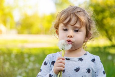Doğadaki bir çocuk karahindiba emer. Seçici odaklanma. Çocuk.
