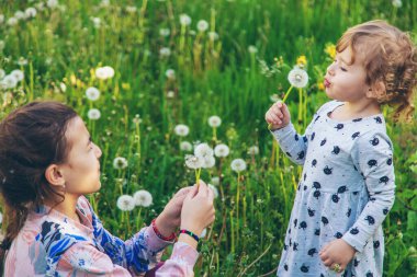 Doğadaki bir çocuk karahindiba emer. Seçici odaklanma. Çocuk.