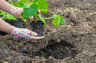 Çiftçi bahçeye kabak ekiyor. Seçici odaklanma. Doğa.